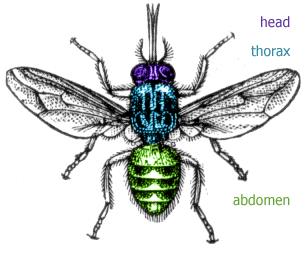 Diagram of a , showing the head, thorax and abdomen