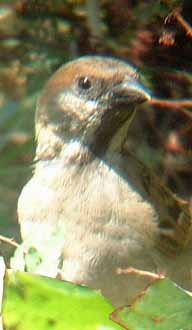 Immature Tree Sparrow