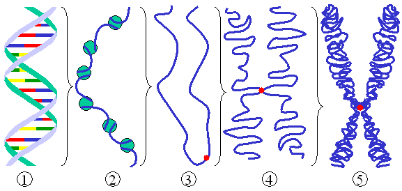 Figure 2: Different levels of DNA condensation. (1) Single DNA strand. (2) Chromatin strand (DNA with histones). (3) Condensed chromatin during  with centromere.  (4) Condensed chromatin during . (Two copies of the DNA molecule are now present) (5) Chromosome during .
