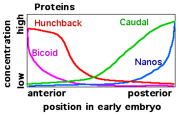 mRNA distributions