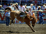 The Stampede Rodeo