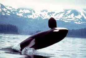 Orcas, like this one spotted near Alaska, commonly , often lifting their entire body out of the water.