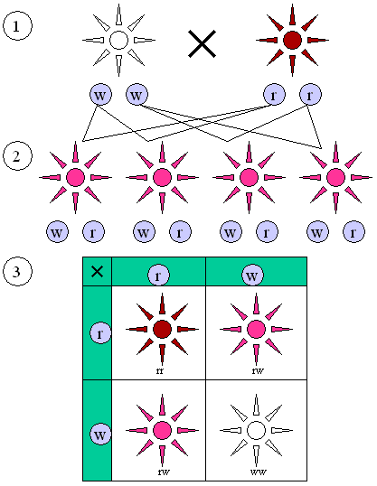 Figure 3 : The color alleles of  are not dominant or recessive.(1) Parental generation. (2) F1 generation. (3) F2 generation. The "red" and "white" allele together make a "pink"  phenotype, resulting in a 1:2:1 ratio of red:pink:white in the F2 generation.