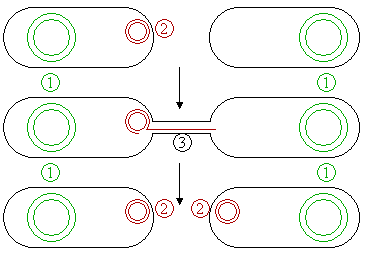 Figure 4 : Schematic drawing of bacterial conjugation. 1 Chromosomal DNA. 2 Plasmids. 3 .
