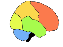 The lobes of the cortex: Red=frontal lobe (movement and judgement), orange=parietal lobe (touch sensation, sensory integration), yellow=occipital lobe (vision), green=temporal lobe (hearing, verbal comprehension), black=medulla oblongata (controls breathing and heart rate). The cerebellum is in blue.