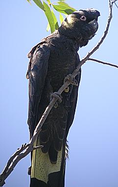 image:Yellow-tailed_Black-Cockatoo.jpg