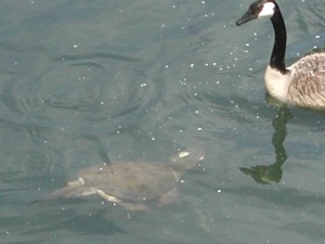 A snapper and a goose it may be trying to catch