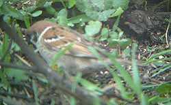 adult Tree Sparrow