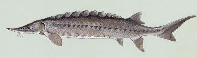 Atlantic Sturgeon, image courtesy of the Northeast Fishery Science Center (NMFS, NOAA, US) historical photo lineart collection. (www.nefsc.noaa.gov/history/)