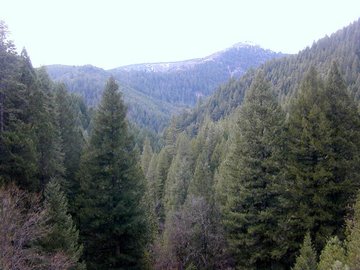 A dense growth of softwoods (a forest) in the Sierra Nevada Range of Northern California