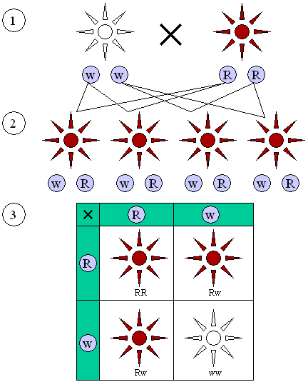 Figure 1 : Dominant and recessive phenotypes.(1) Parental generation. (2) F1 generation. (3) F2 generation. Dominant (red) and recessive (white) phenotype look alike in the F1 (first) generation and show a 3:1 ratio in the F2 (second) generation