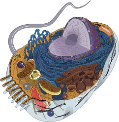 Animal Cell Clipart provided by Classroom Clip Art (http://classroomclipart.com)
