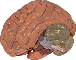 Illustration of the Human Brain courtesy of Classroom Clipart (http://classroomclipart.com)