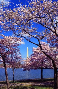 Looking north from West Potomac Park across the Tidal Basin, showing cherry trees in flower