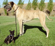 This   and  show the wide range of dog breed sizes created using artificial selection.