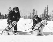  (R.C.M.P.) hitching sled dogs into their harness