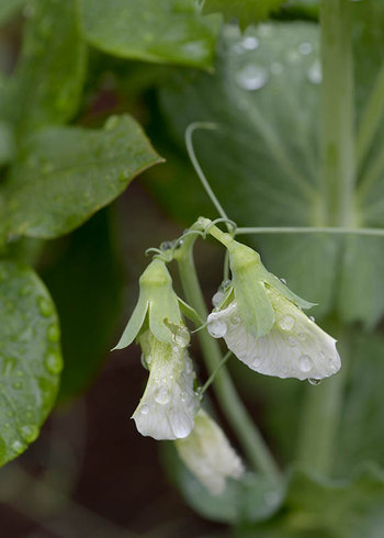 Pea flowers with raindrops on growing plant.Photo provided by Classroom Clip Art (http://classroomclipart.com)