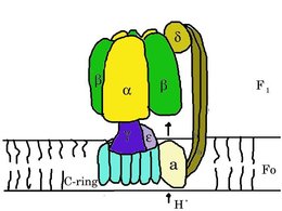 ATP synthase in 