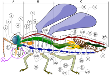 Insect anatomy  A- Head   B- Thorax   C- Abdomen     1. antenna    2. ocelli low    3. ocelli hight    4. compound eye    5. brain (cerebral ganglia)    6. prothorax    7. dorsal artery    8. tracheal tubes (trunk with spiracle)    9. mesothorax   10. metathorax   11. first wing   12. second wing   13. mid-gut (stomach)   14. heart   15. ovary   16. hind-gut (intestine, rectum & anus)   17. anus   18. vagina   19. nerve chord (abdominal ganglia)   20. Malpighian tubes   21. pillow   22. claws   23. tarsus   24. tibia   25. femur   26. trochanter   27. fore-gut (crop, gizzard)   28. thoracie ganglion   29. coxa   30. salivary gland   31. subesophageal ganglion   32. mouthparts