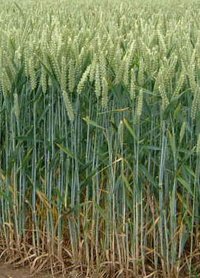 Wheat - a prime source of gluten