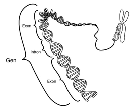 This stylistic schematic diagram shows a gene in relation to the double helix structure of  and to a  (right).  are regions often found in  genes which are removed in the  process: only the  encode the .  This diagram labels a region of only 40 or so bases as a gene.  In reality many genes are much larger.