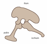  pelvis structure