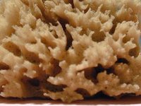 A sponge (unknown species)
