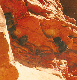 Cliff Swallow nests on cliff in 