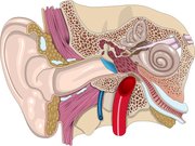 A left  ear. Image provided by [<a href=