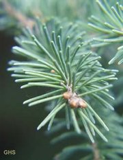 Shoot of Norway Spruce showing needles
