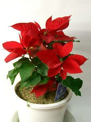 The winter-blooming , originally from Mexico, has become an international symbol of Christmastime.