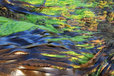 Photo of Green and Brown Algae