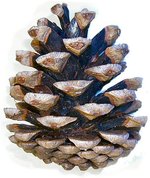 European Black Pine cone
