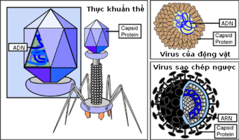 Three types of viruses: a bacterial virus, otherwise called a  (left center); an animal virus (top right); and a  (bottom right). Viruses depend on the host cell that they infect to reproduce. When found outside of a host cell, viruses consist of genomic , either  or  (depicted as blue), surrounded by a protein coat, or , with or without a  . Retroviruses contain RNA and reverse transciptase