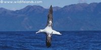 A Wandering Albatross