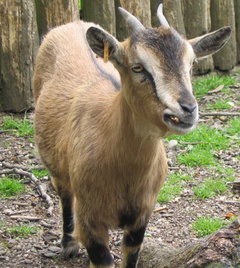 A Mouflon in Tarbes, France