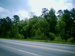 The Piney Woods viewed from Loop 390 outside of 