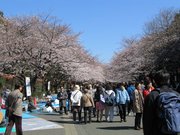 People enjoying cherry blossoms