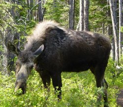 A female moose.