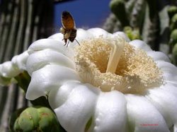 Saguaro flower