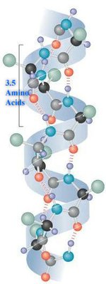 A diagram of the alpha helix structure of amino acids