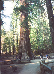 Giant Sequoia in the Mariposa Grove, 