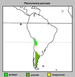 The distribution of Pterocnemia pennata