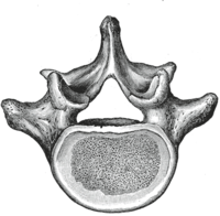 The fifth lumbar vertebra has certain peculiarities