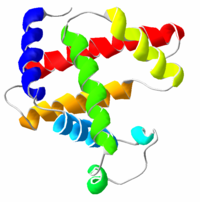 Myoglobin 3D structure.