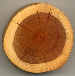 A section of a  branch showing 27 annual growth rings, pale sapwood and dark heartwood, and  (centre dark spot). The dark radial lines are small knots.