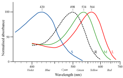 Normalised absorption spectra of human rhodopsin (dashed) and the three photopsins.