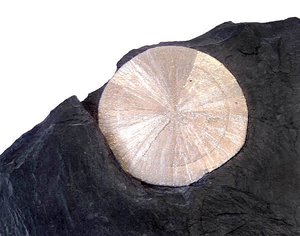 A marcasite (pyrite) "sand dollar"