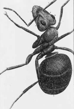 A ant - one of Hooke's drawings for .