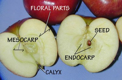 An apple is an example of a pome fruit. Parts of the pome fruit are labeled on this apple.
